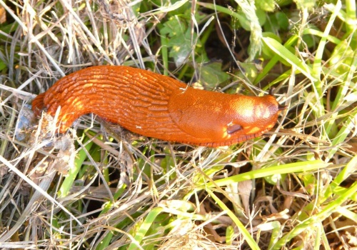 Nowa technologia namierzy ślimaki na polu