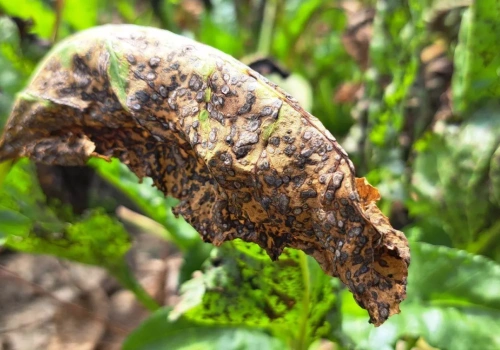 Chwościk w buraku coraz wcześniej. Jakie substancje będą skuteczne?