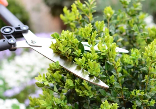 Ciąć już w marcu czy jeszcze poczekać? Ten jeden błąd przy bukszpanie kosztuje cały sezon