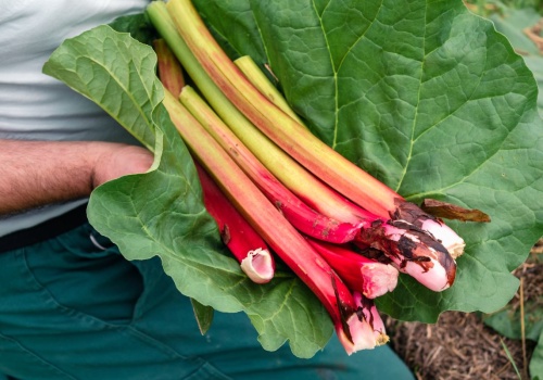 Podlewam tym rabarbar co 3 tygodnie. Potem zbieram łodygi jak z targu, grube i pełne soku