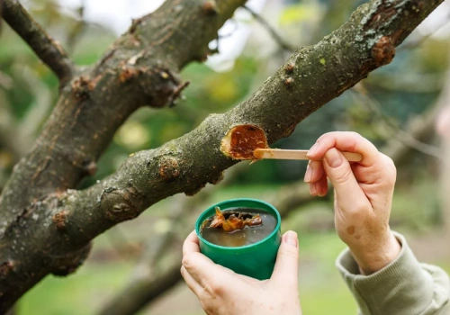 Zrób to zaraz po cięciu drzew. Ta domowa maść chroni przed rakiem i zgorzelą
