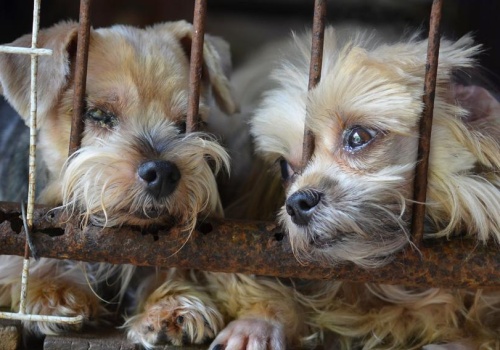 Fundacje i domy tymczasowe nielegalne? W ochronie zwierząt szykuje się prawdziwy paraliż