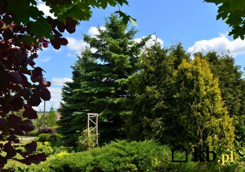 Ściął własne drzewo i wrzucił do pieca. Grozi mu wysoka grzywna