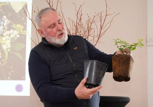 Mechaniczny zbiór borówki: „To nie wybór, lecz konieczność”