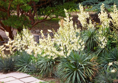 Zrób to w marcu, a juka będzie kwitła całe lato. Wystarczy podlać ją tym