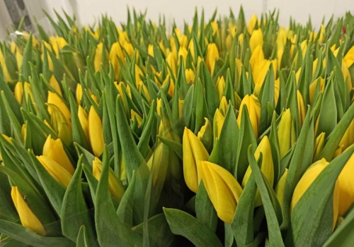 Kwiaty dla pasażerek komunikacji miejskiej w Lublinie z okazji Dnia Kobiet