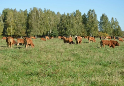 Obszary sezonowo wolne od choroby niebieskiego języka w Polsce. Gdzie KE wprowadziła wyjątkowe strefy?