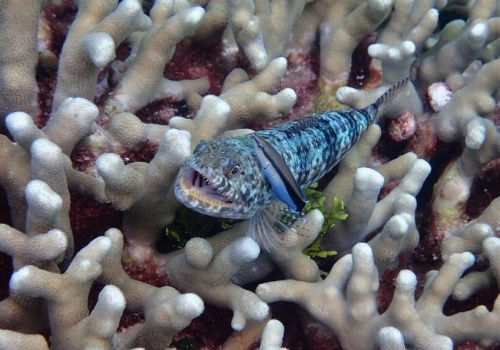 Wargatek bada przyczynowość. Samoświadomość u zwierząt jest powszechna?