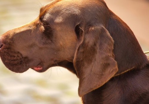 Święto kynologii już w ten weekend w Moszczenicy