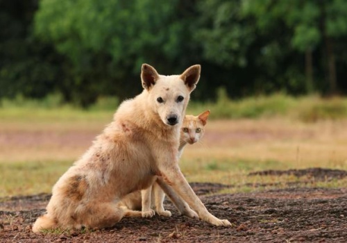 Bezdomność zwierząt w Polsce, czyli jak wydać 335 mln zł i nie pomóc