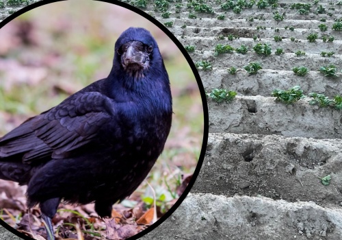 Kruki od wielu lat są zmorą chojnickich rolników. Wyjadają uprawy i roznoszą śmieci