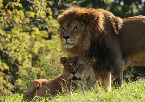 Warszawskie ZOO szykuje huczne urodziny. Znamy szereg atrakcji na najbliższe dni
