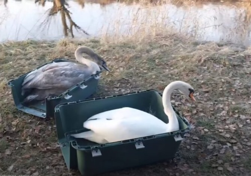 Druga szansa dla dzikich zwierząt. Puszczyki i łabędzie wróciły na wolność