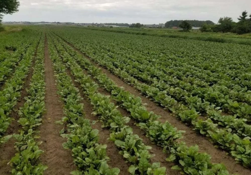 Nawożenie dolistne to tylko 1–2% kosztów. Rezygnując oszczędzasz grosze, ryzykujesz plon