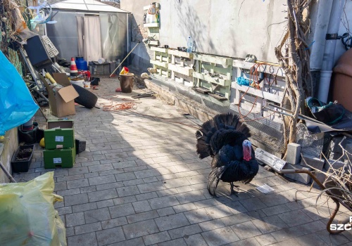 Spór o drób w kamienicy w Podjuchach