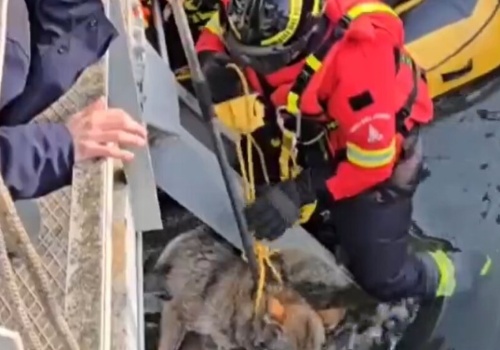 ​Wilczyca utknęła w kanale. Spektakularna akcja strażaków