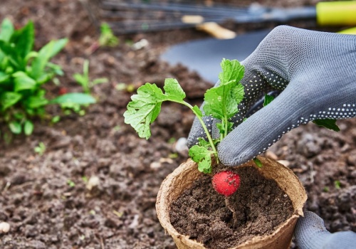 Co siać do gruntu w marcu? Wysiej te rośliny wczesną wiosną, a plony będą obfite