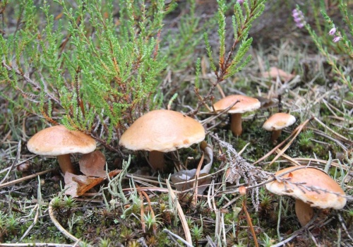 W kwietniu rozglądaj się za tymi grzybami! Zaraz pojawią się w lasach, a smakują obłędnie