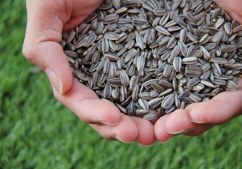 Skażony słonecznik z Argentyny w UE! Normy pestycydów przekroczone nawet pięciokrotnie