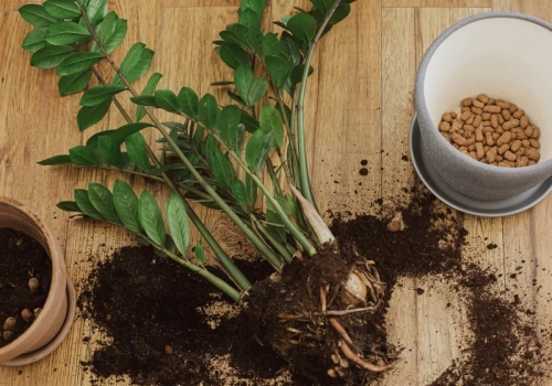 Zrób to z zamiokulkasem w marcu. Wkrótce pojawiają się nowe pędy