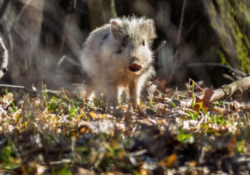 Warchlak dzika jak dalmatyńczyk. Niecodzienny okaz w Książańskim Parku Krajobrazowym