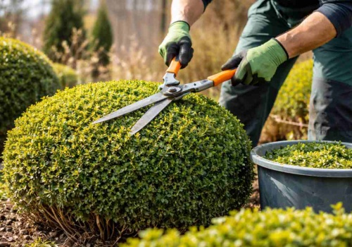 Cięcie bukszpanu w marcu: 1 błąd i pożegnasz się z gęstym krzewem