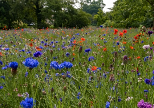 To najlepszy termin jej założenie. Ogród wypełnią wielobarwne kwiaty