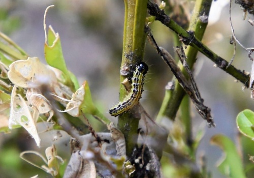 Ćma bukszpanowa zniknie jak ręką odjął. Wystarczą produkt ze spożywczaka i woda