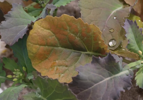 Bor w rzepaku: kiedy podać i dlaczego dawki muszą być dzielone