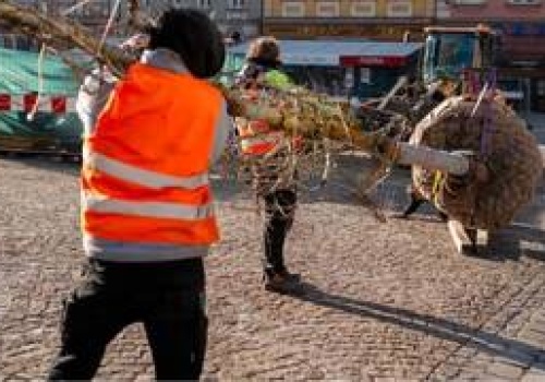 Wrocław: Na Rynku sadzą pierwsze drzewa