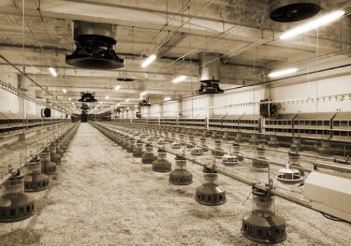 Kolejna fala ognisk ptasiej grypy. Tylko w jednym gospodarstwie do wybicia 100 tys. kur rzeźnych