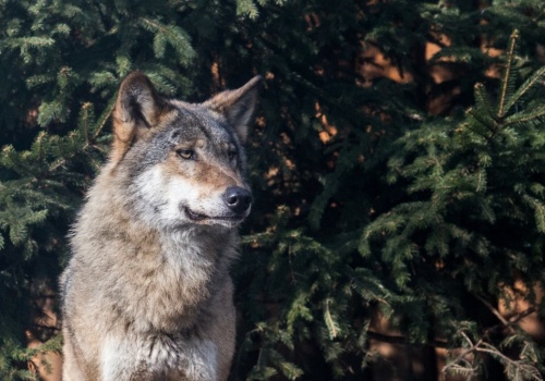 Niemcy legalizują polowanie na wilki. Decyzja budzi emocje