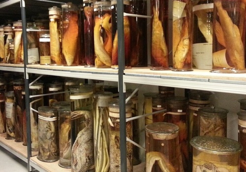 Zbiory Darwina pod lupą badaczy. Sprawdzili, co jest w słojach