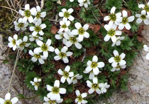 Rośnie w Polsce tylko w jednym miejscu. To unikat na skalę światową