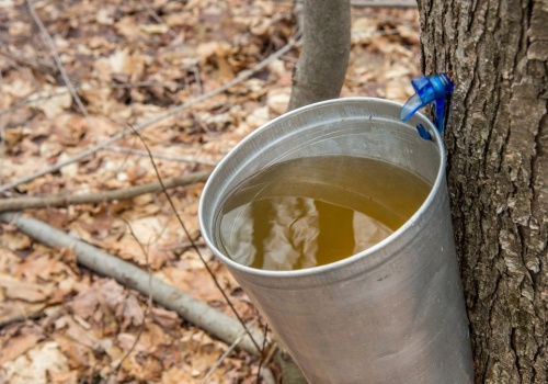 Sok z tego drzewa hamuje starzenie. Wkrótce napełnisz nim butelki