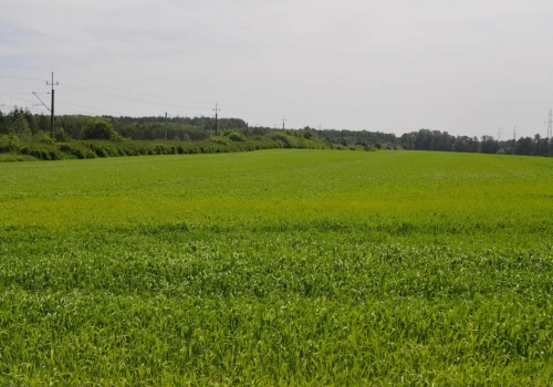 Mróz do –30°C i ulewy. Co z oziminami w Europie? Nowy raport KE