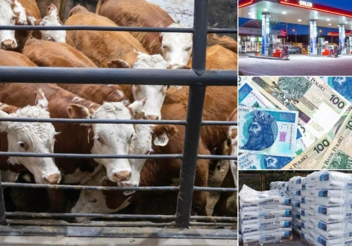 Nawozy i paliwo drożeją, rzepak w górę, zboża stoją. Co z bydłem?