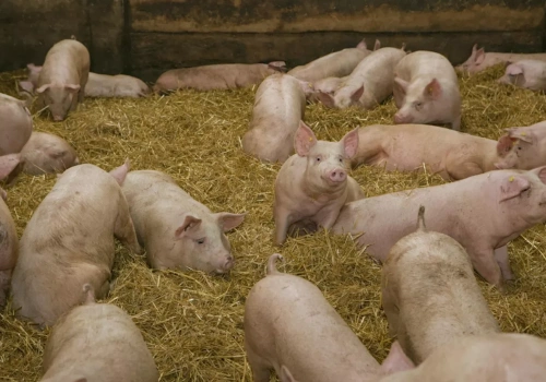 ASF – pomoc za zaprzestanie produkcji świń. Kto może skorzystać i ile realnie dostanie?