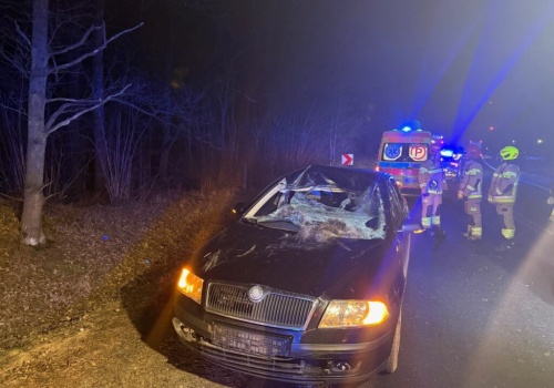 Zderzenie auta z łosiem! Ranna jedna osoba, zwierzę zginęło