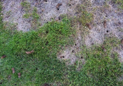 Chwasty i puste miejsca zamiast pięknego zielonego trawnika? Winny bywa jeden zabieg