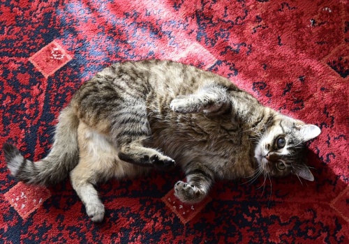 Zostawiasz kota samego w domu? W tym kraju to zabronione