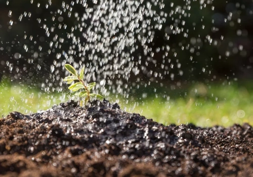 Podlej tym glebę w ogrodzie. Pędraki i opuchlaki znikną bez chemii