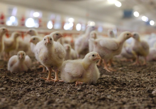 Ukraiński gigant drobiarski inwestuje. 20 nowych kurników na Wołyniu, 6 kolejnych ferm w planie