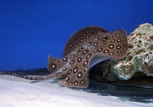 Wyciągnęli z rzeki gigantyczną płaszczkę. To nowy rekord świata