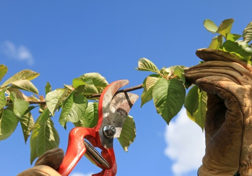 Wiosenne cięcie drzew owocowych. Sprawdzony sposób sadownika