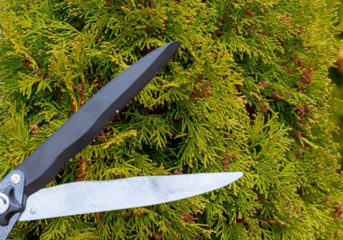 Kiedy przycinać tuje wiosną? Praktyczny przewodnik prosto od ogrodnika