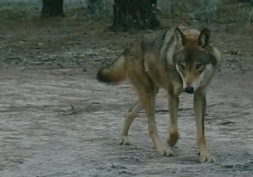 Spokojnie, to tylko wilk!