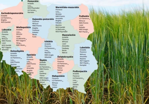LOZ 2026: 36 odmian jęczmienia jarego. Sprawdź, które polecane w twoim województwie