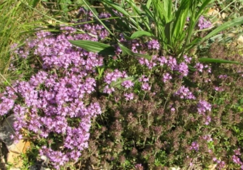 Śląski Ogród Botaniczny wprowadził zakaz przychodzenia z psami