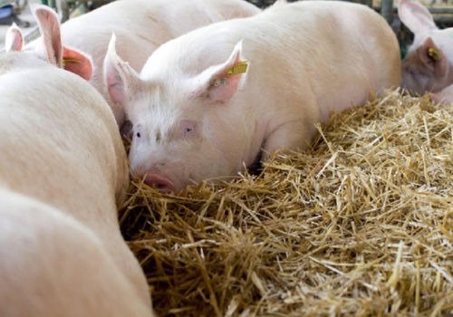 Kolejny rolnik ukarany za hodowlę świń na wsi. Czy politycy coś z tym w końcu zrobią?